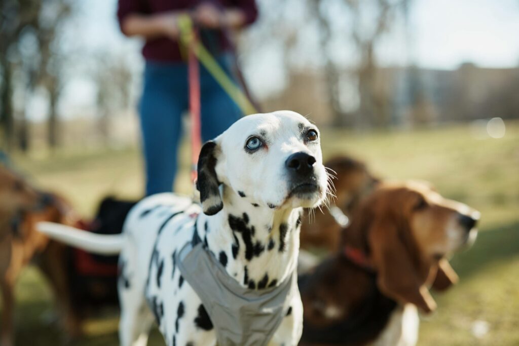 Retour d’un parc à chiens à Beauharnois