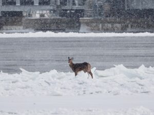 Prudence sur les surfaces glacées