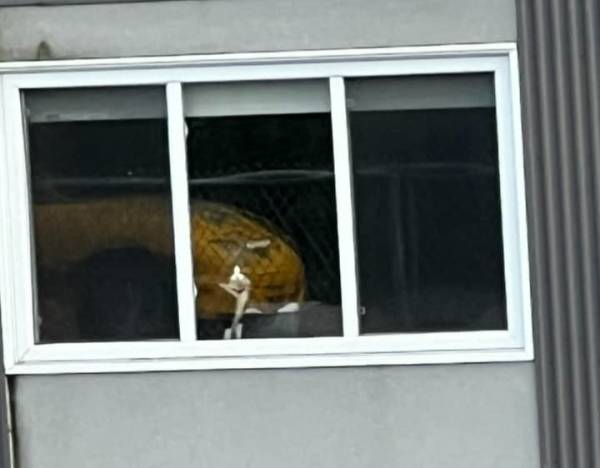 Il retrouve son chat… dans une école