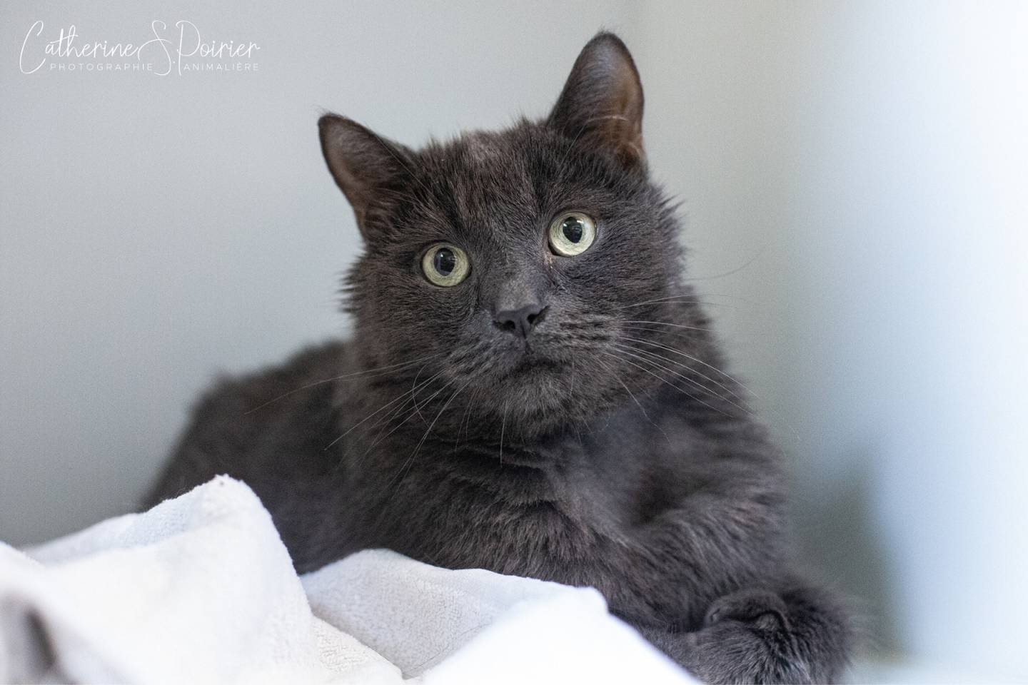 Mitaine, la vedette de la semaine