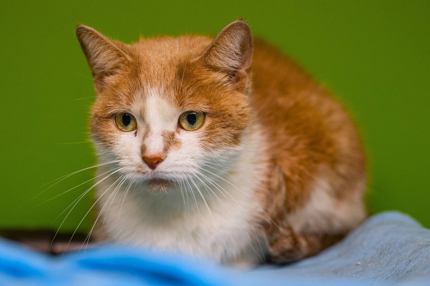 Dina, la vedette de la semaine