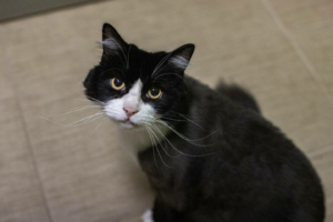 Ti-Choue, la vedette de la semaine