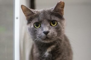 Binx, la vedette de la semaine