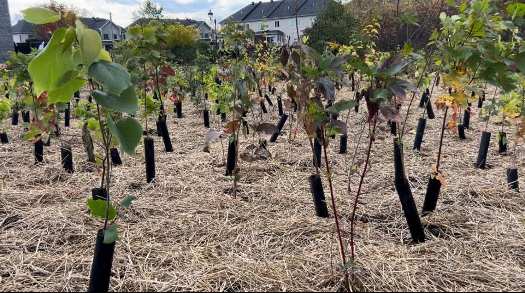 Mercier : une microforêt à venir