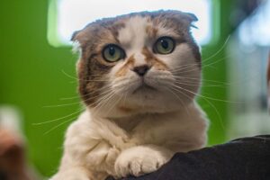 Nanou, la vedette de la semaine