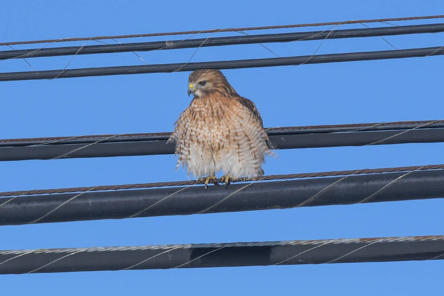 Une buse à épaulettes sur le bord de la route 132