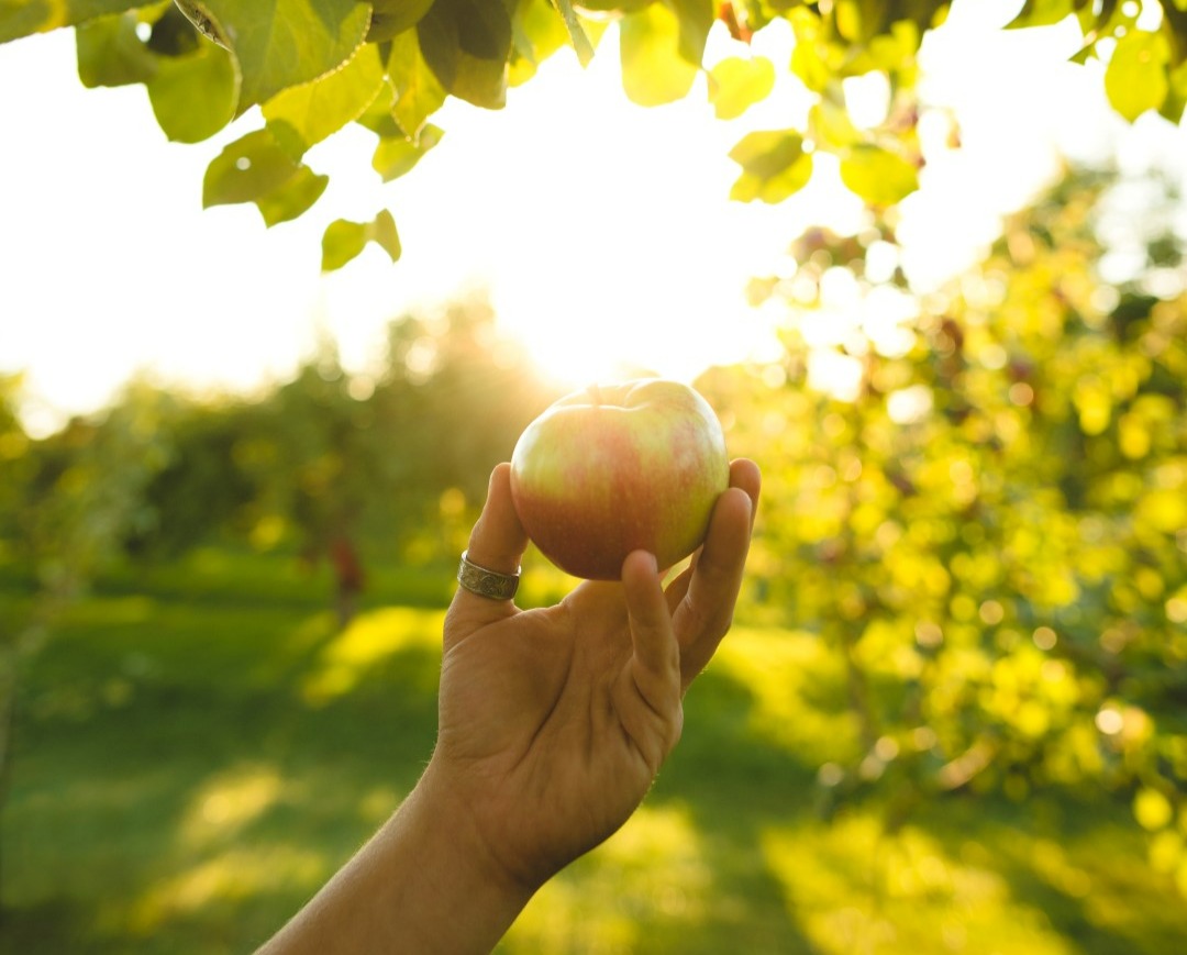 Île Saint-Bernard : la saison des pommes dès le 14 septembre