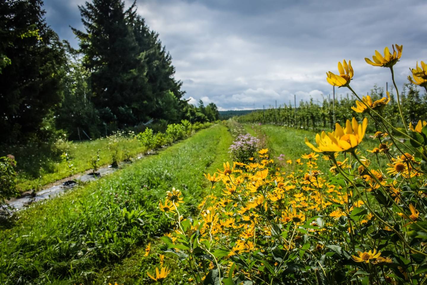 Des pomiculteurs qui favorisent la biodiversité