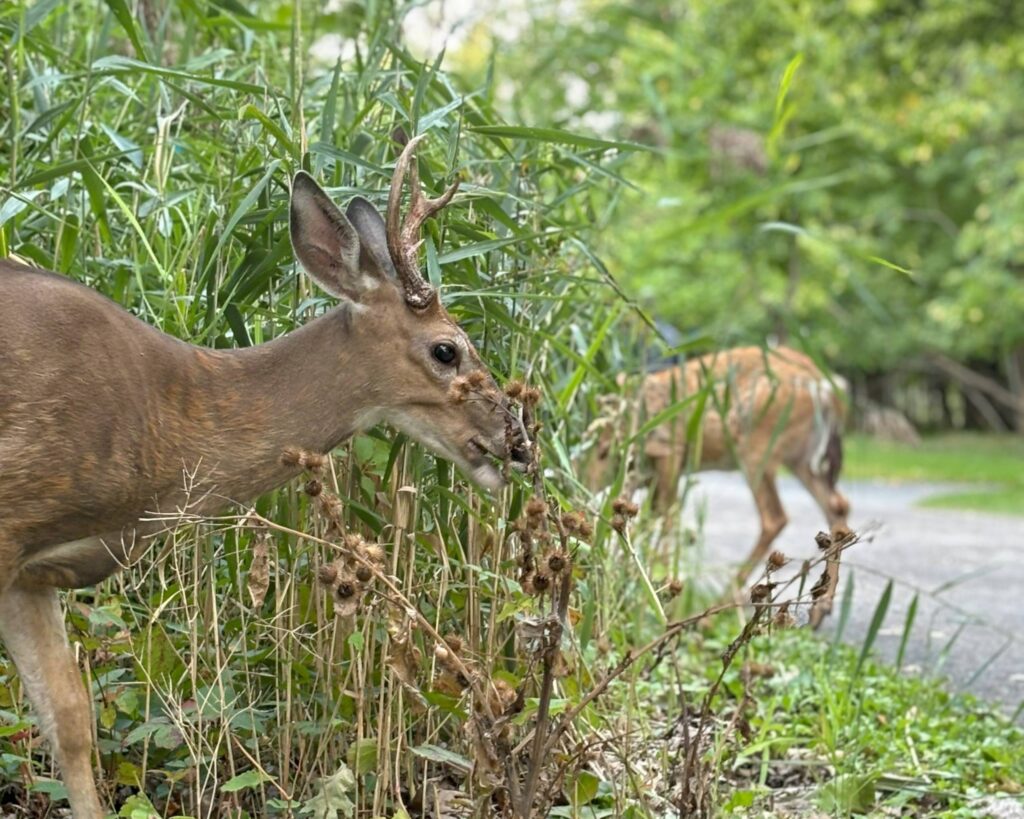 Collisions animales: un appel à la prudence
