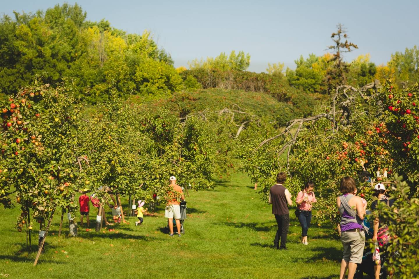 Bientôt le temps des pommes au verger de l’île Saint-Bernard