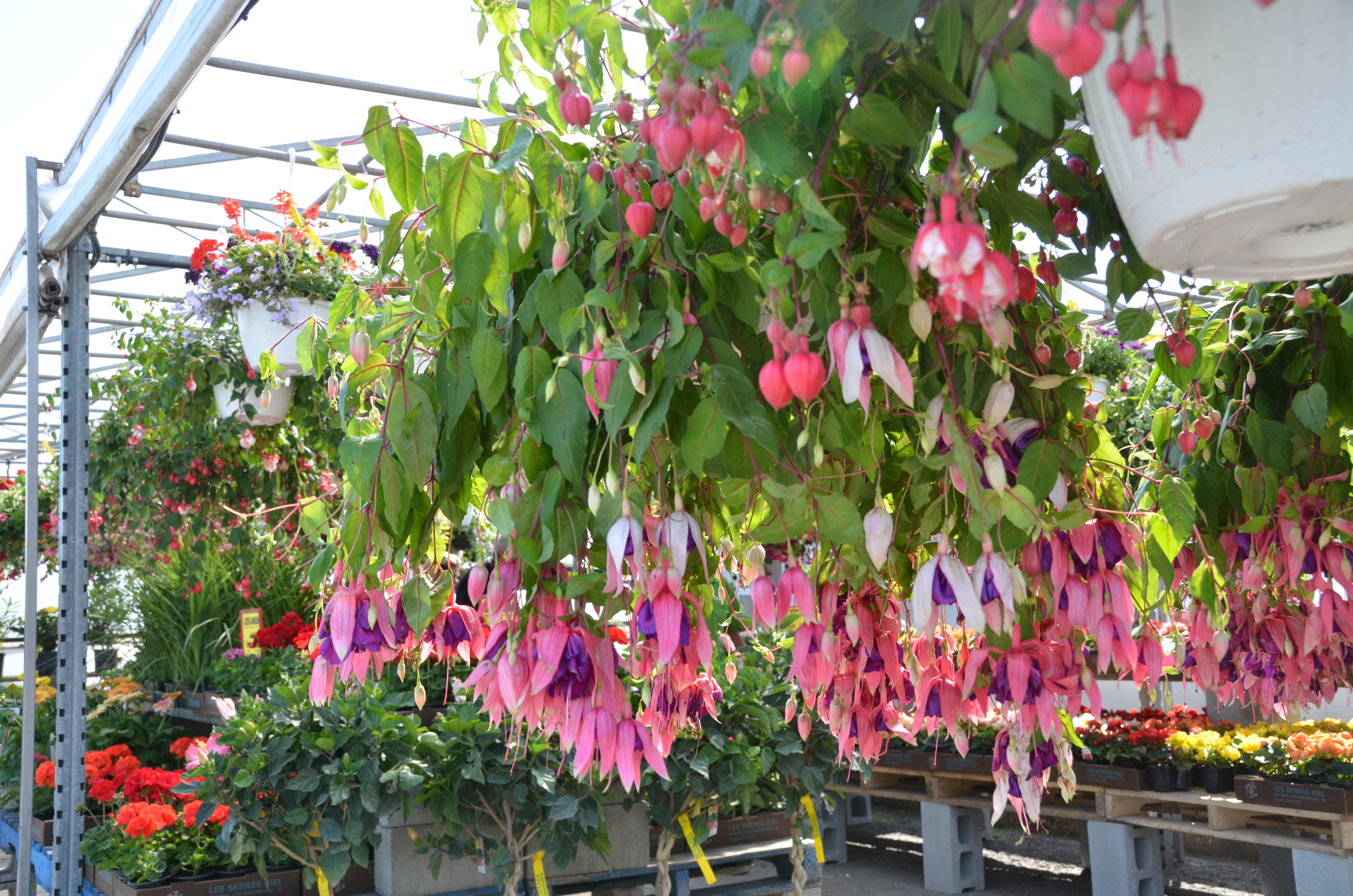 Ce mercredi, on parle fleurs, police et bikini