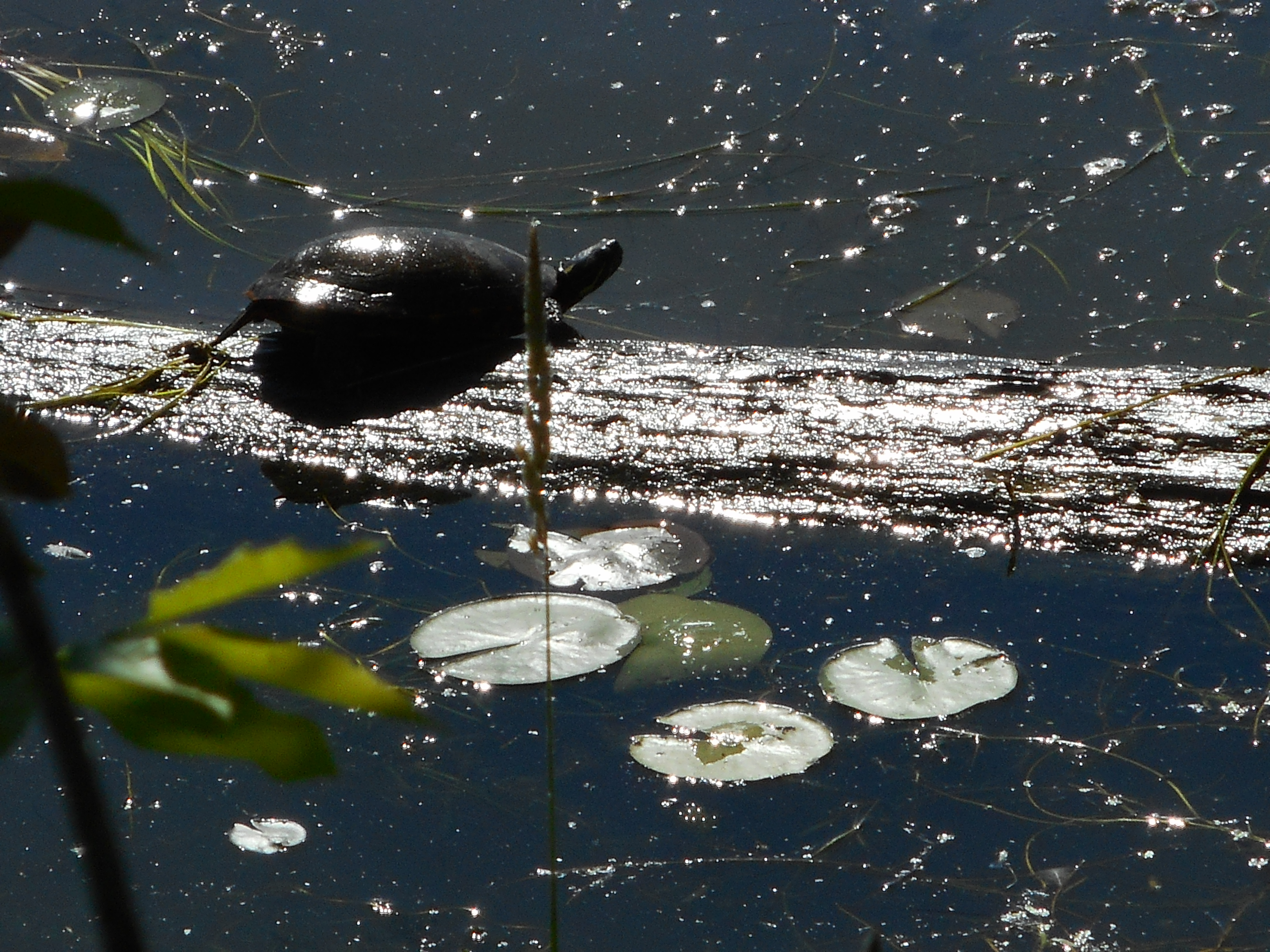 Beau temps pour se dorer la carapace