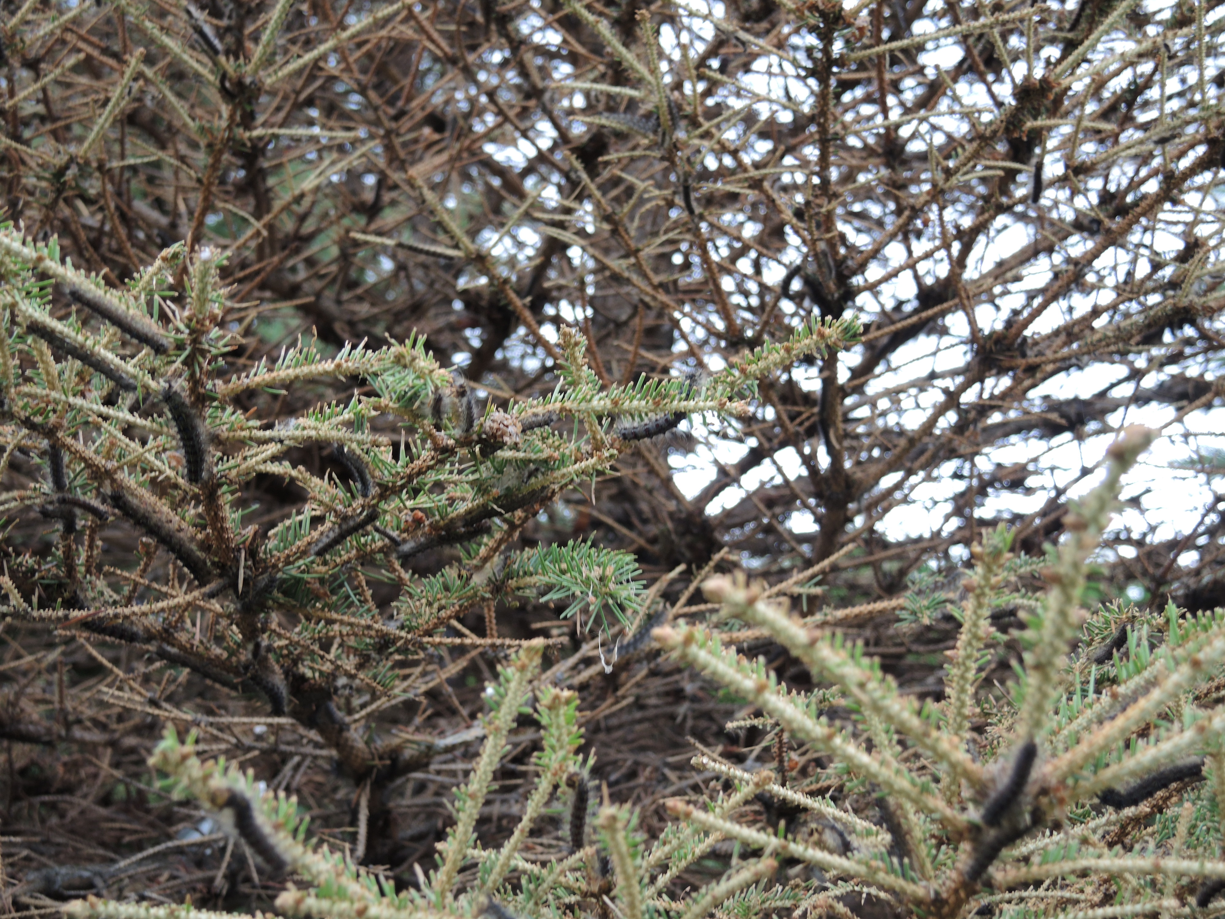 Des chenilles dévorent un arbre en quelques jours