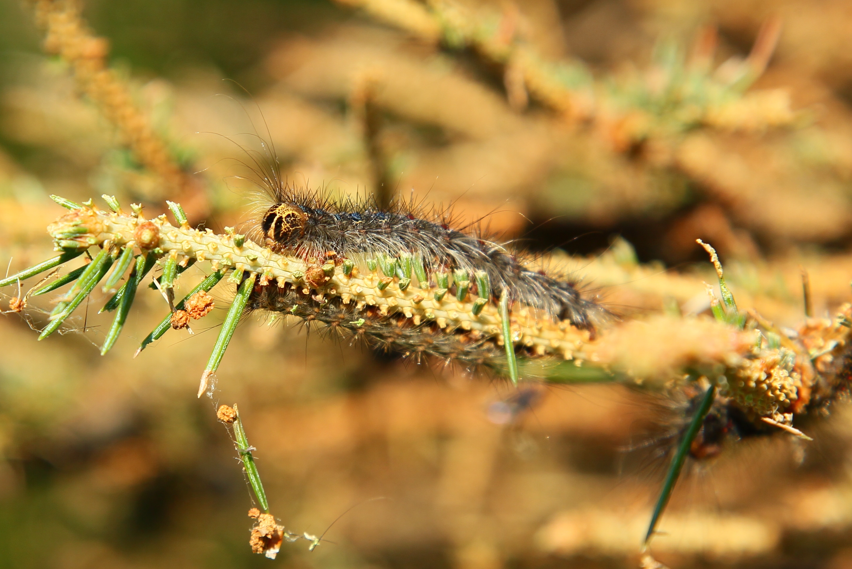 La chenille de la Spongieuse a fait des ravages