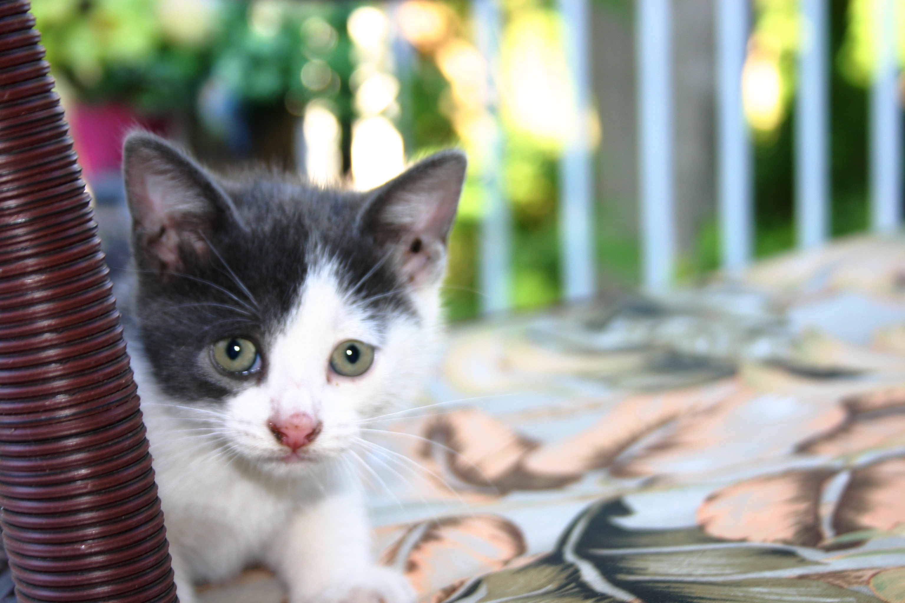 Châteauguay invite les citoyens à discuter de chats et de chiens