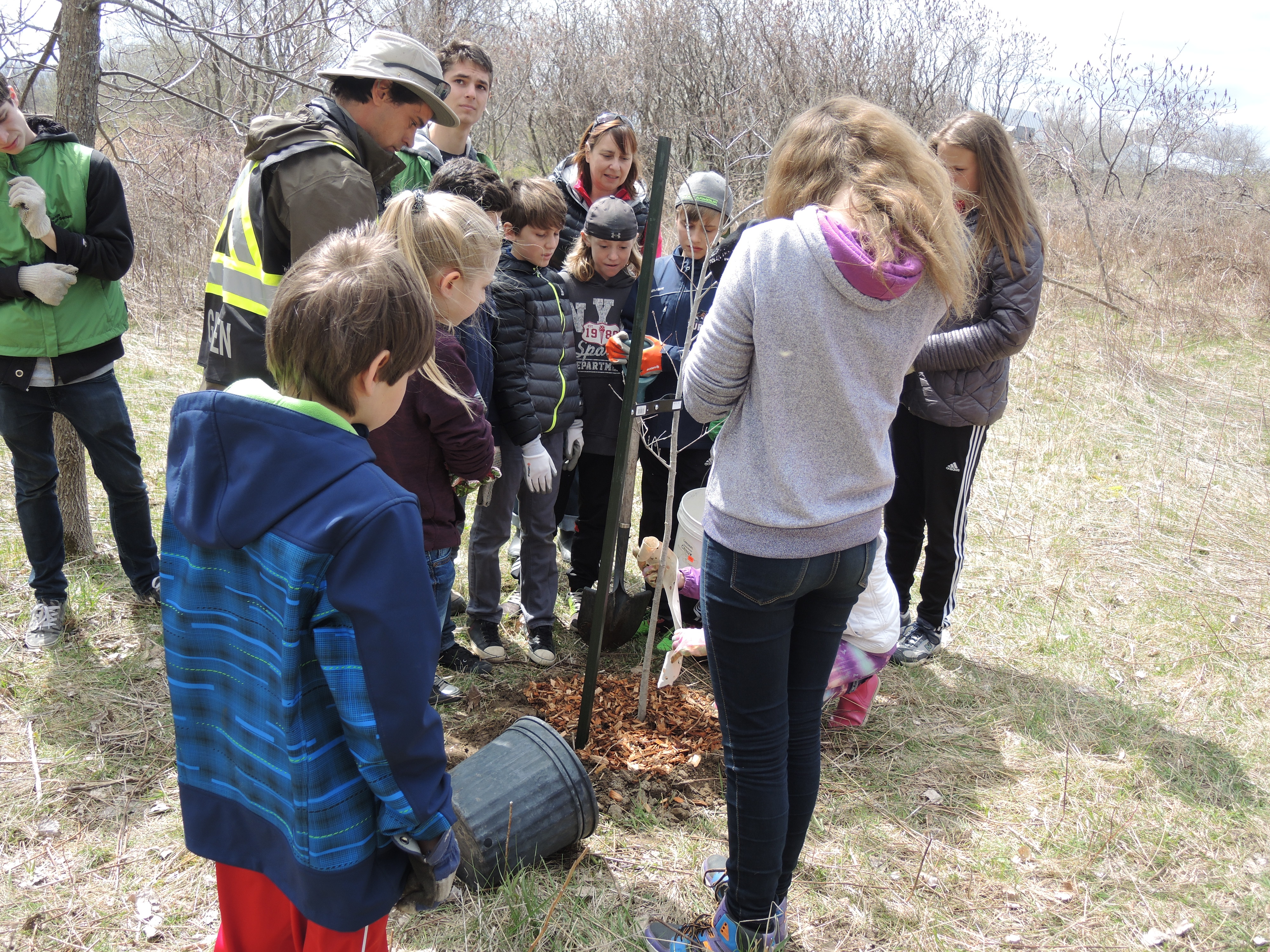 Des arbres plantés pour contrer l’effet de l’agrile du frêne