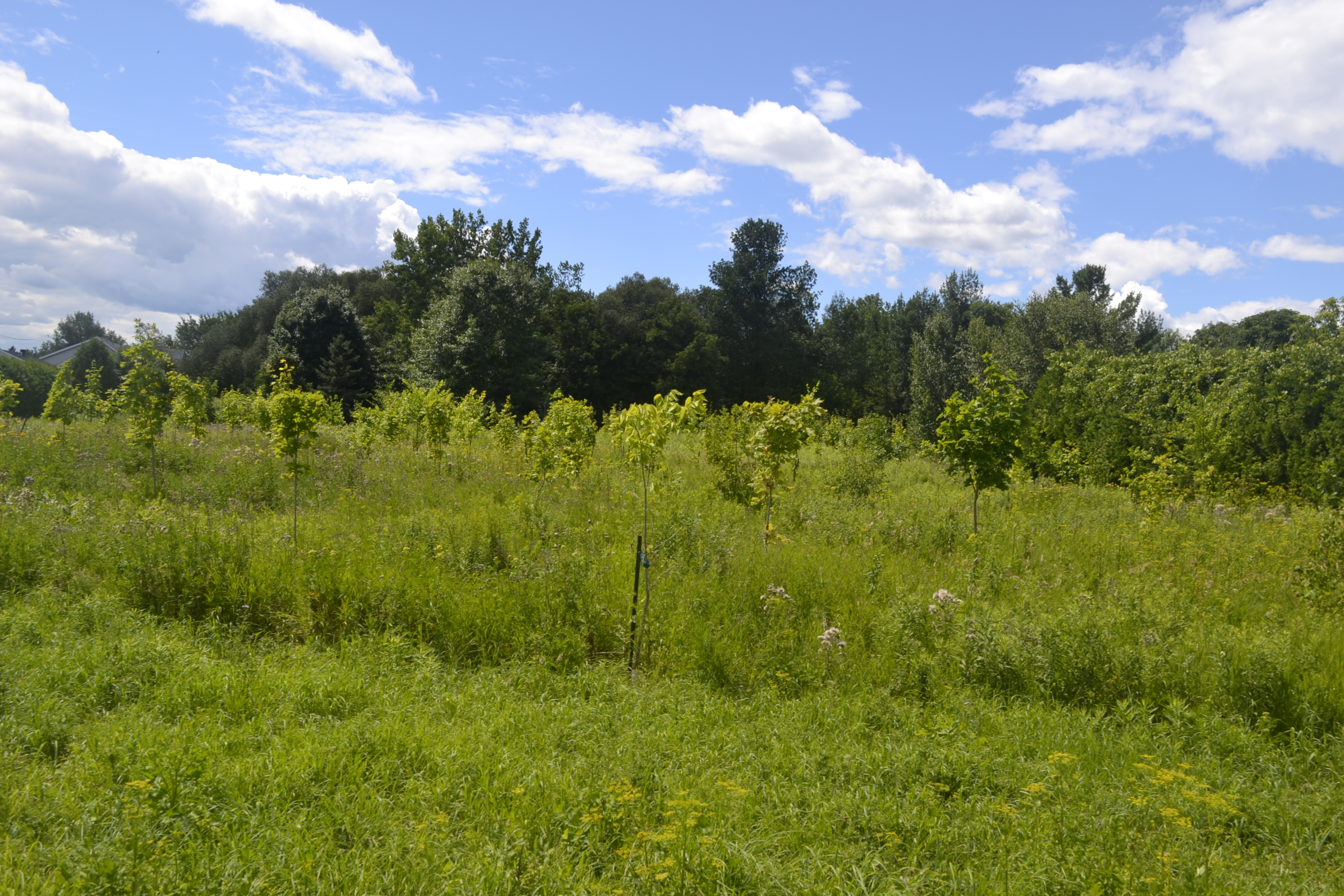 Quand Montréal s’inspire d’initiatives châteauguoises