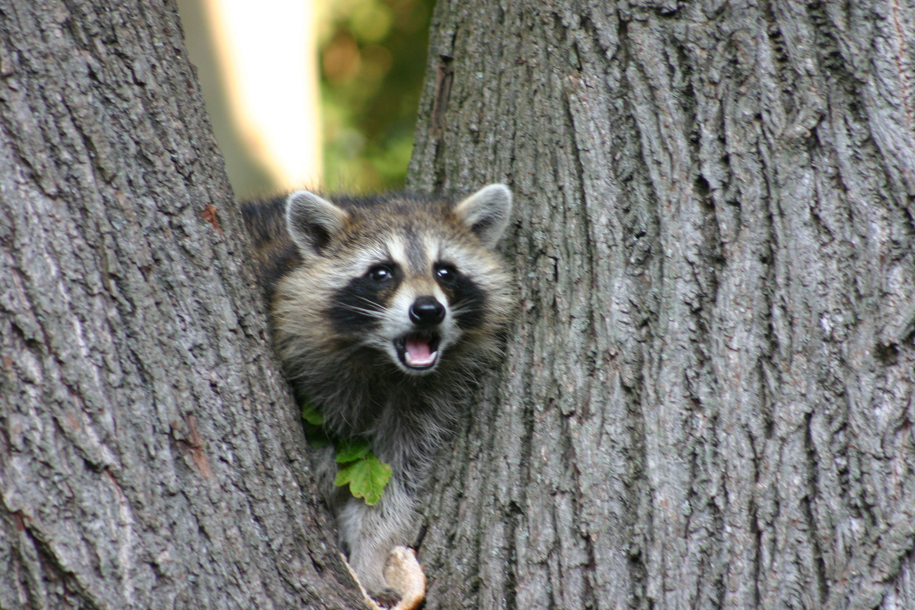 Opération de vaccination contre la rage du raton laveur