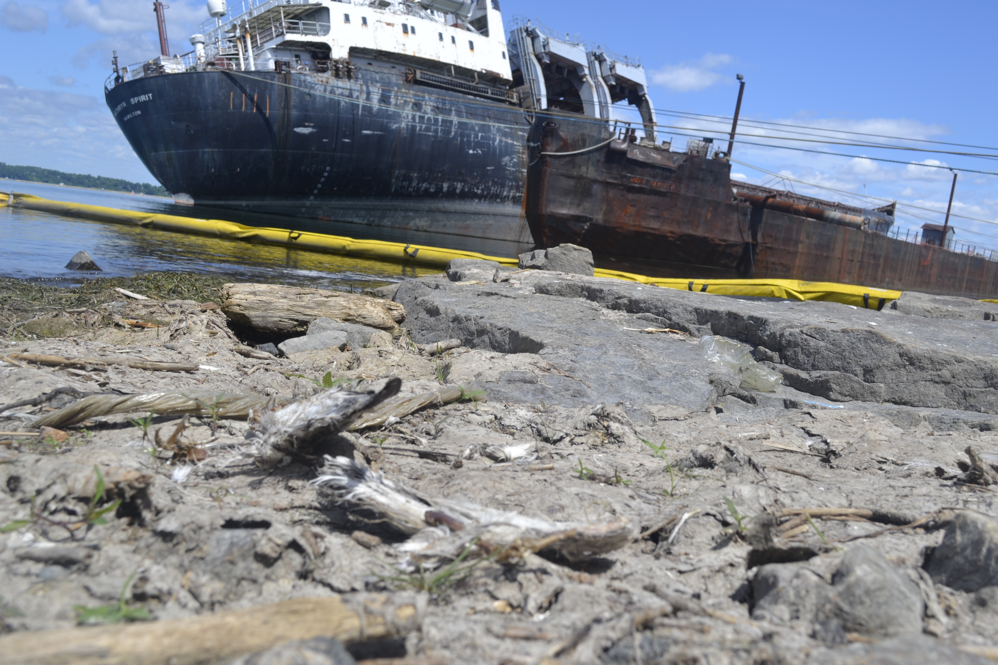 Image illustrant l'article: Une vingtaine de goélands morts retrouvés autour du Kathryn Spirit