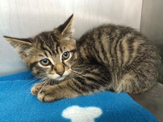 Un chat sauvé par les pompiers et un mécanicien