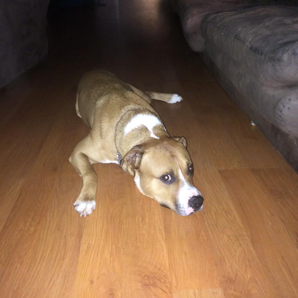 Image illustrant l'article: Un chien s’en prend à l’inspecteur de la Ville