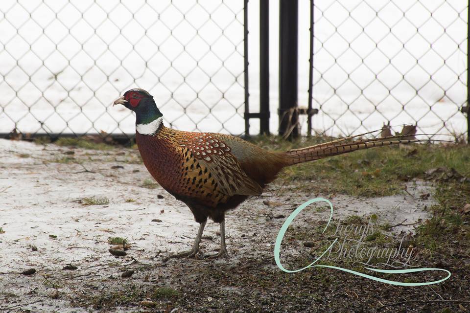Un oiseau «très rare» en fugue
