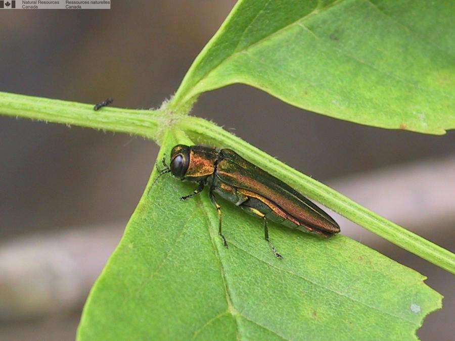 Dépistage de l’agrile du frêne en juin à Sainte-Martine