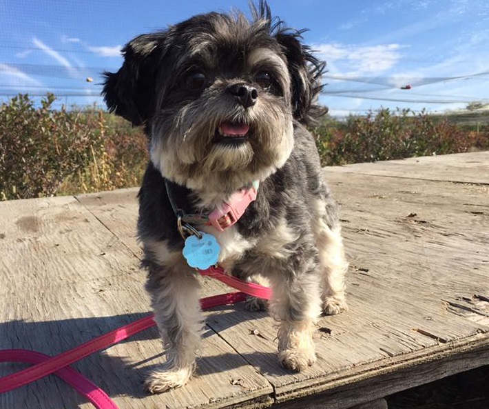 Châteauguay commence la vente de médailles pour chiens