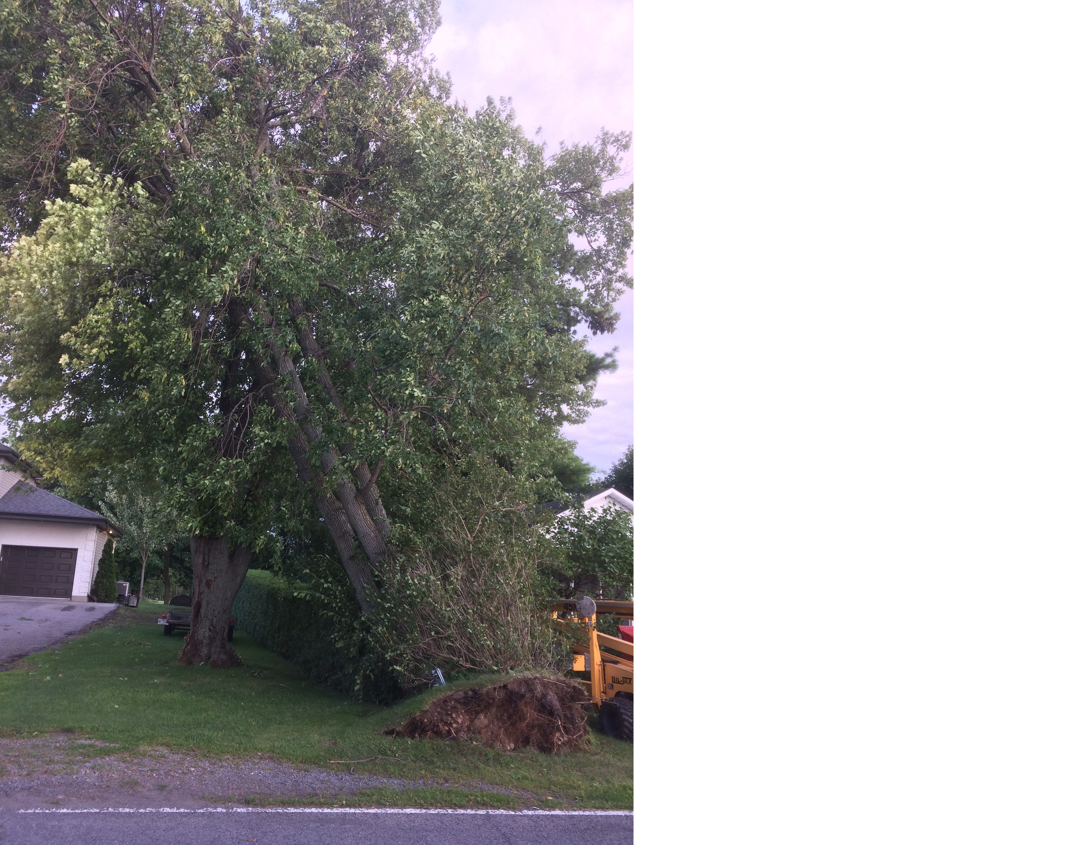 Arbre victime des rafales provenant du lac Saint-Louis