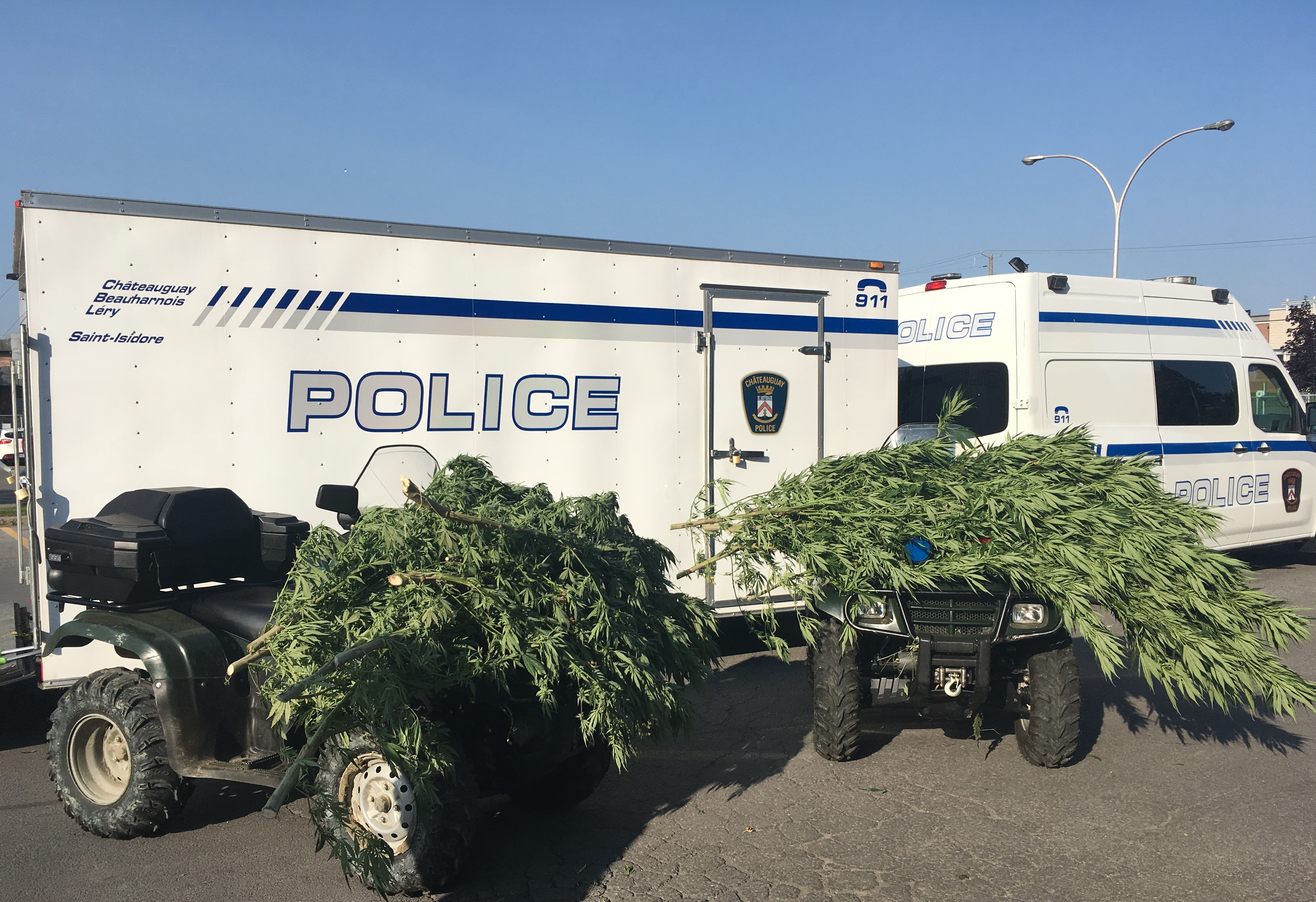 La police saisit plus de 800 plants de cannabis dans la région