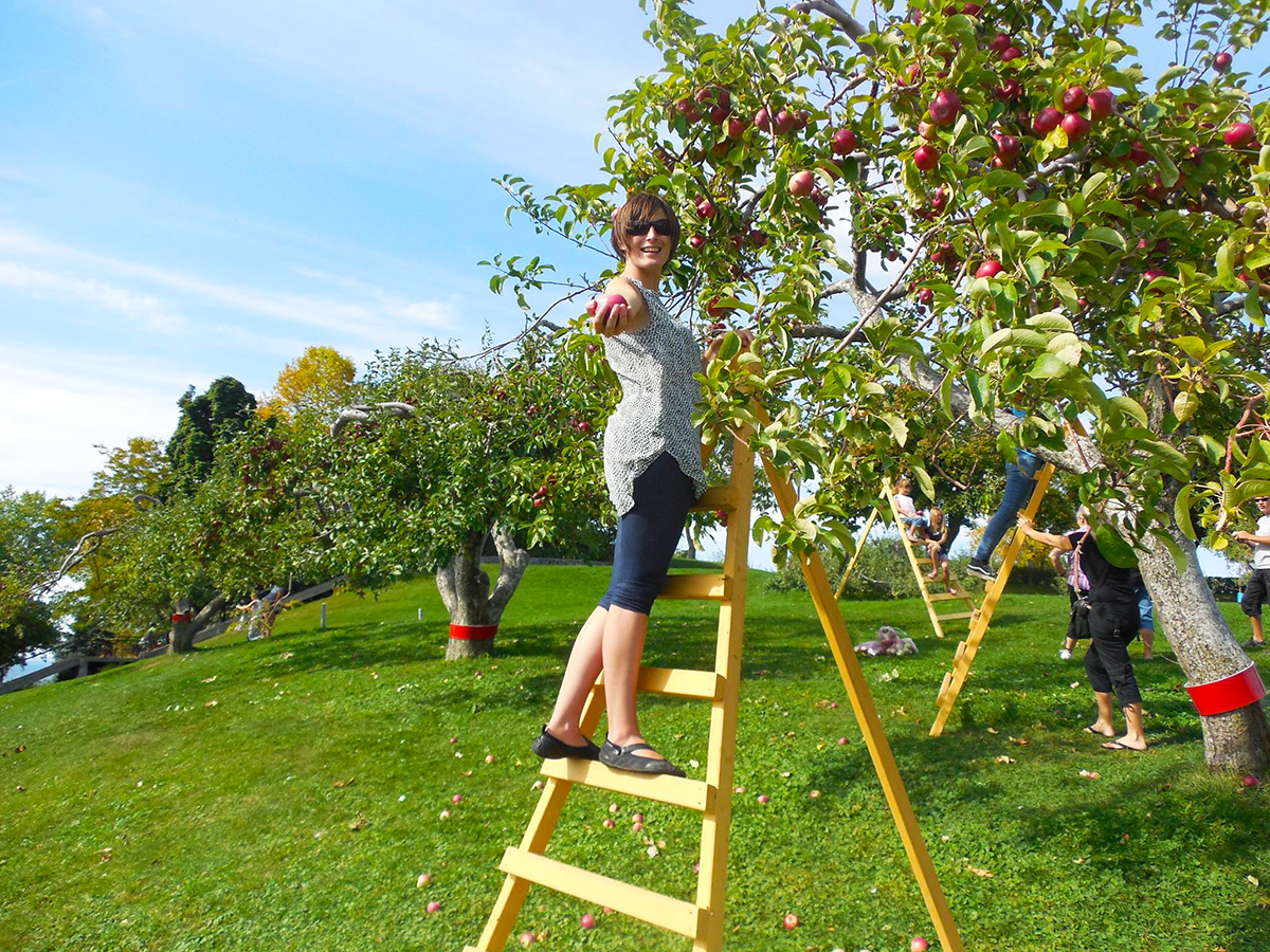Des pommes bios bientôt prêtes à être cueillies
