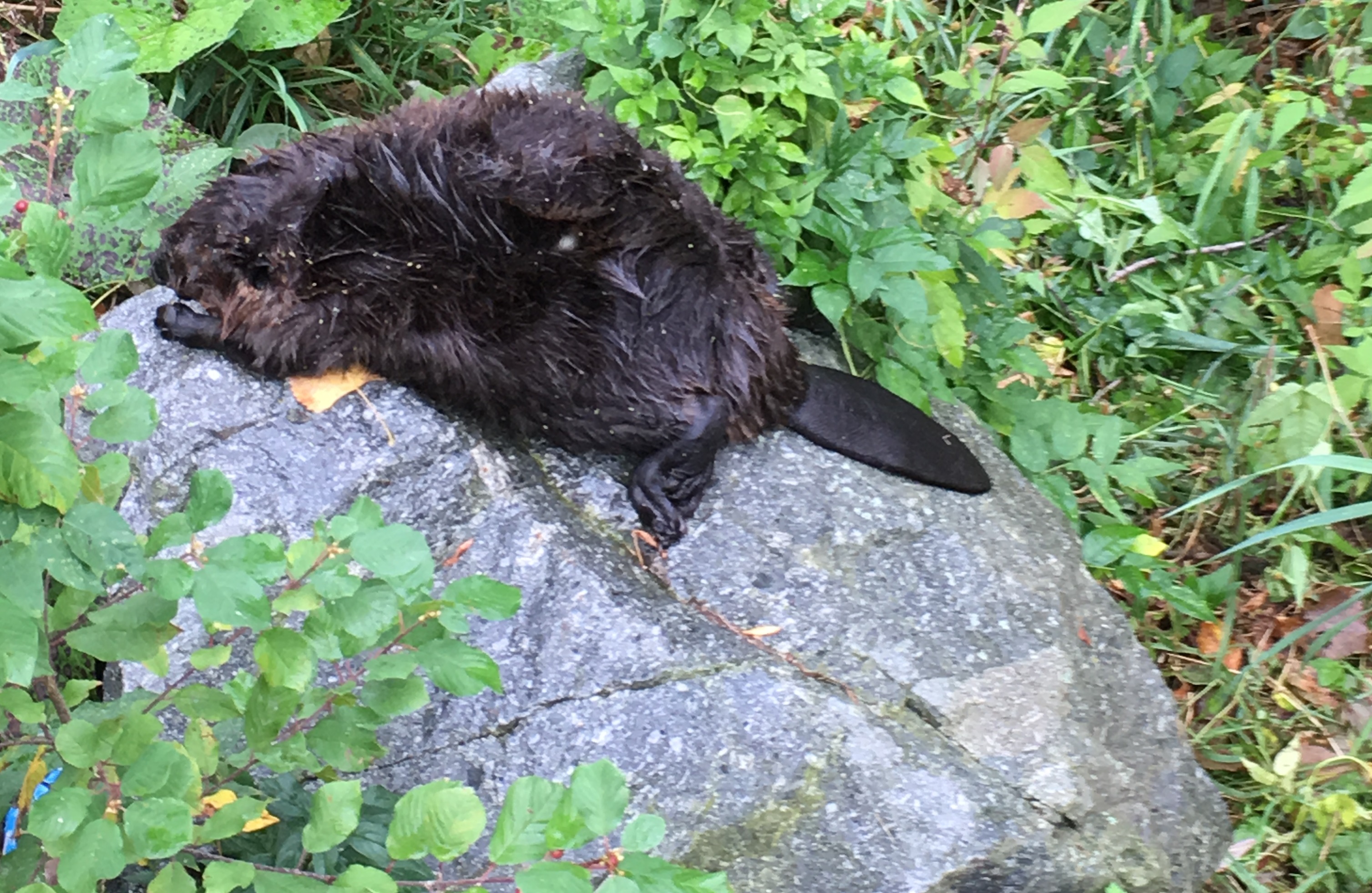 Castors trappés pour le bien des arbres et de poissons à Châteauguay