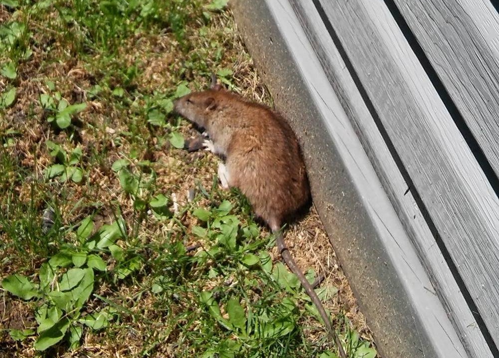 Prise avec un problème persistant de rats