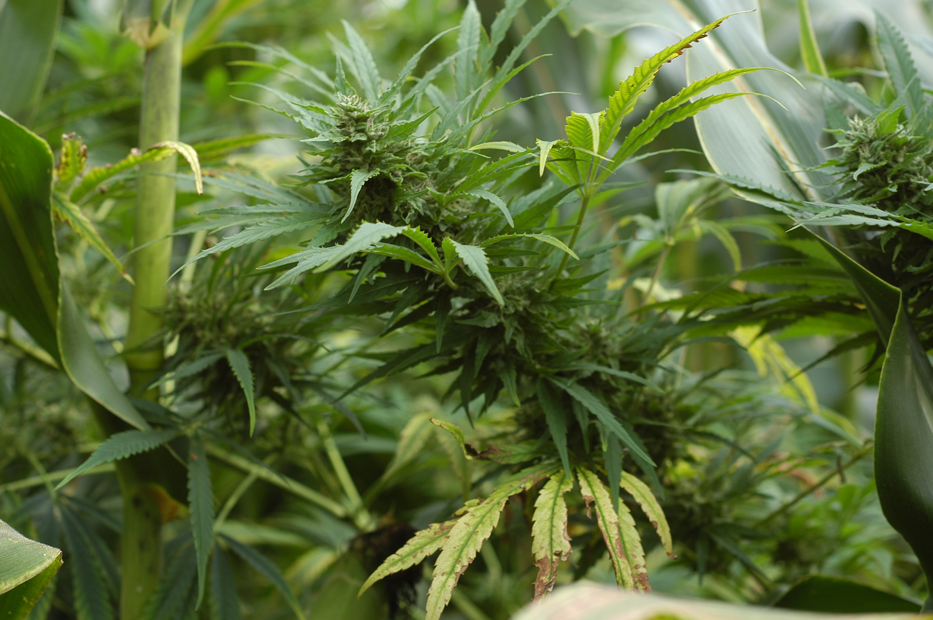 Pas de cannabis à l&rsquo;agenda de Beauharnois pour le moment