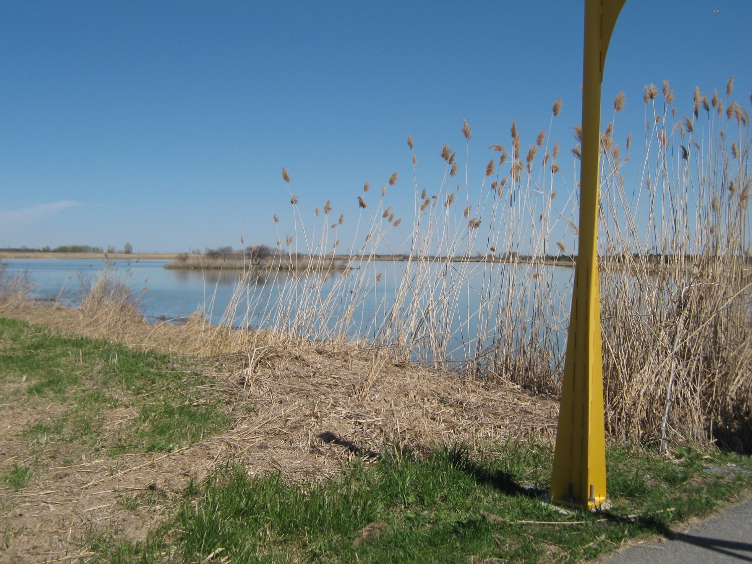 Une cinquantaine de carpes communes trouvées mortes