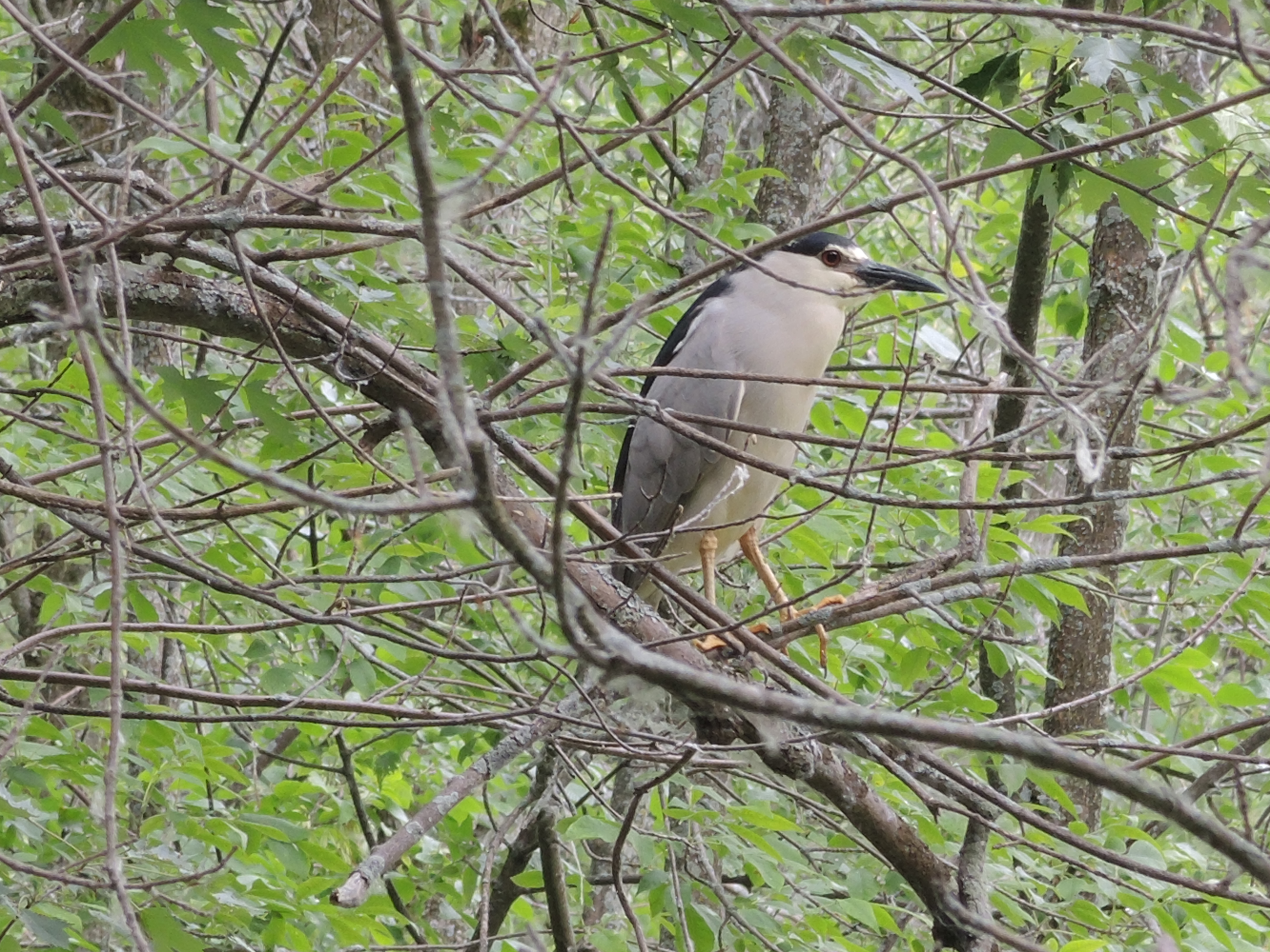 Image illustrant l'article: Images captées à Châteauguay au fil de 10 km