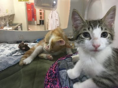 COVID-19: Proanima veut jumeler chats et chiens à des familles d’accueil