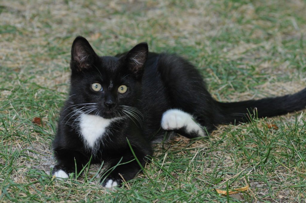 Un animal perdu peut s’avérer cher à récupérer