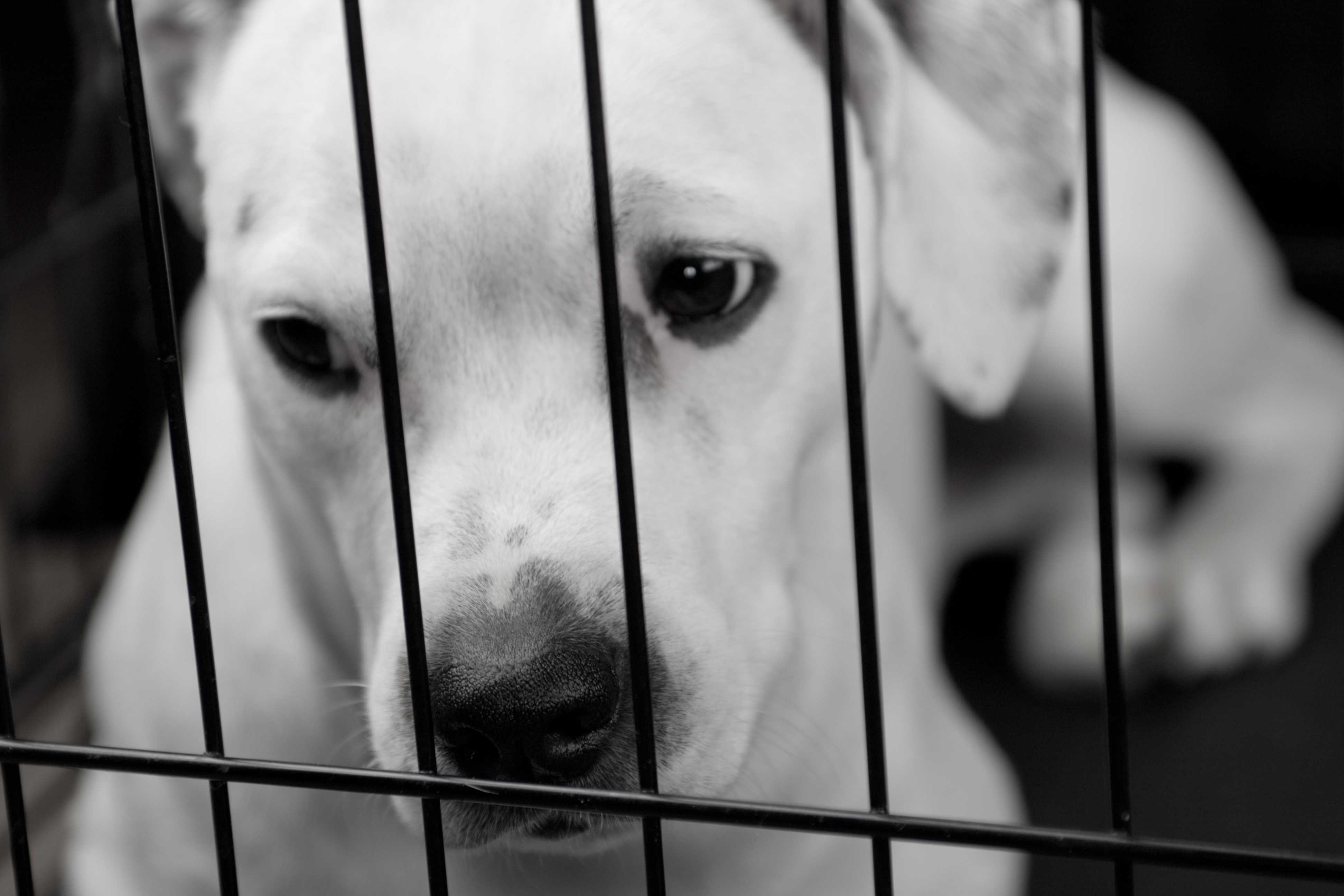 Télétravail : c’est la «folie furieuse» pour les chiens et les chats