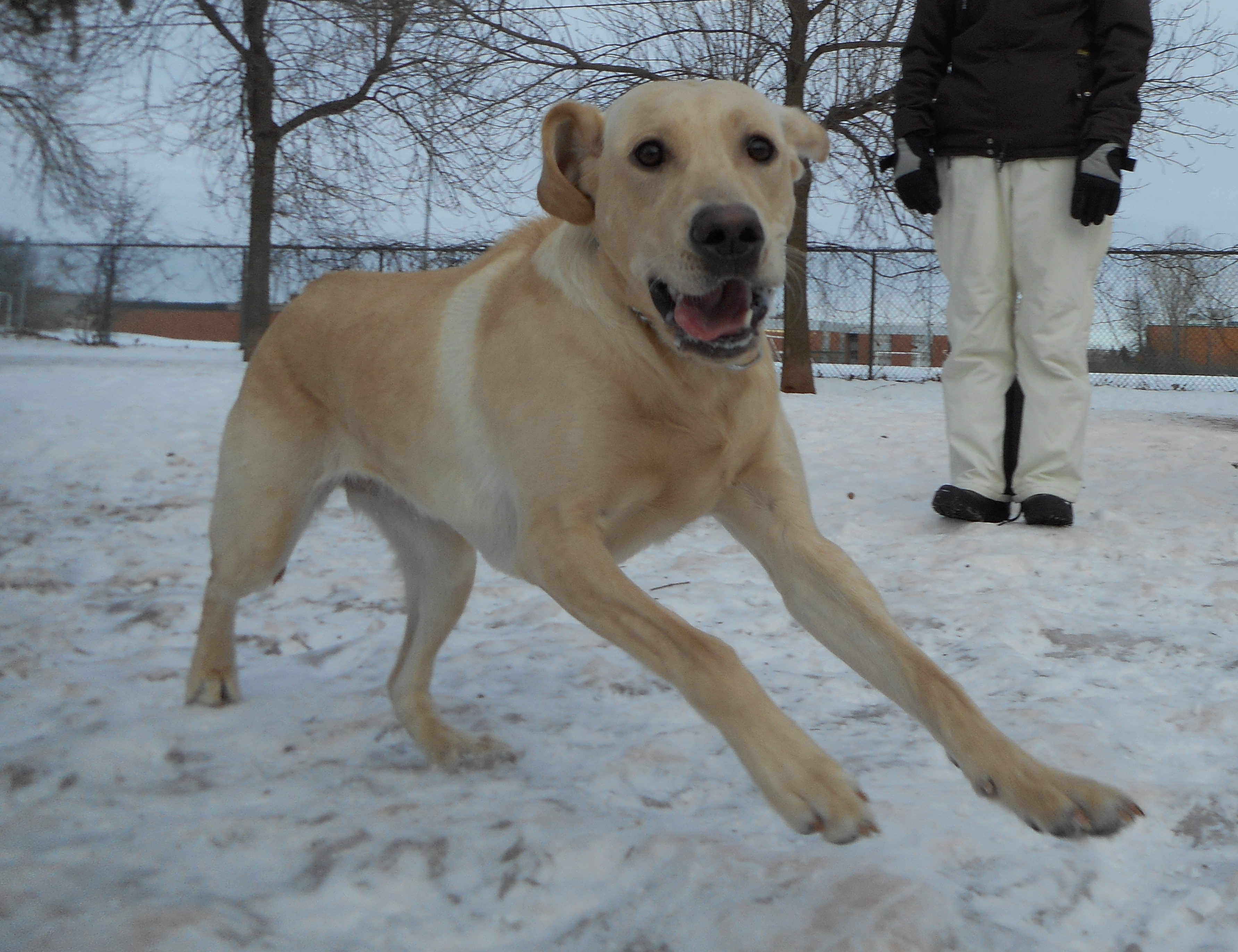 Des modifications apportées au parc canin de Mercier