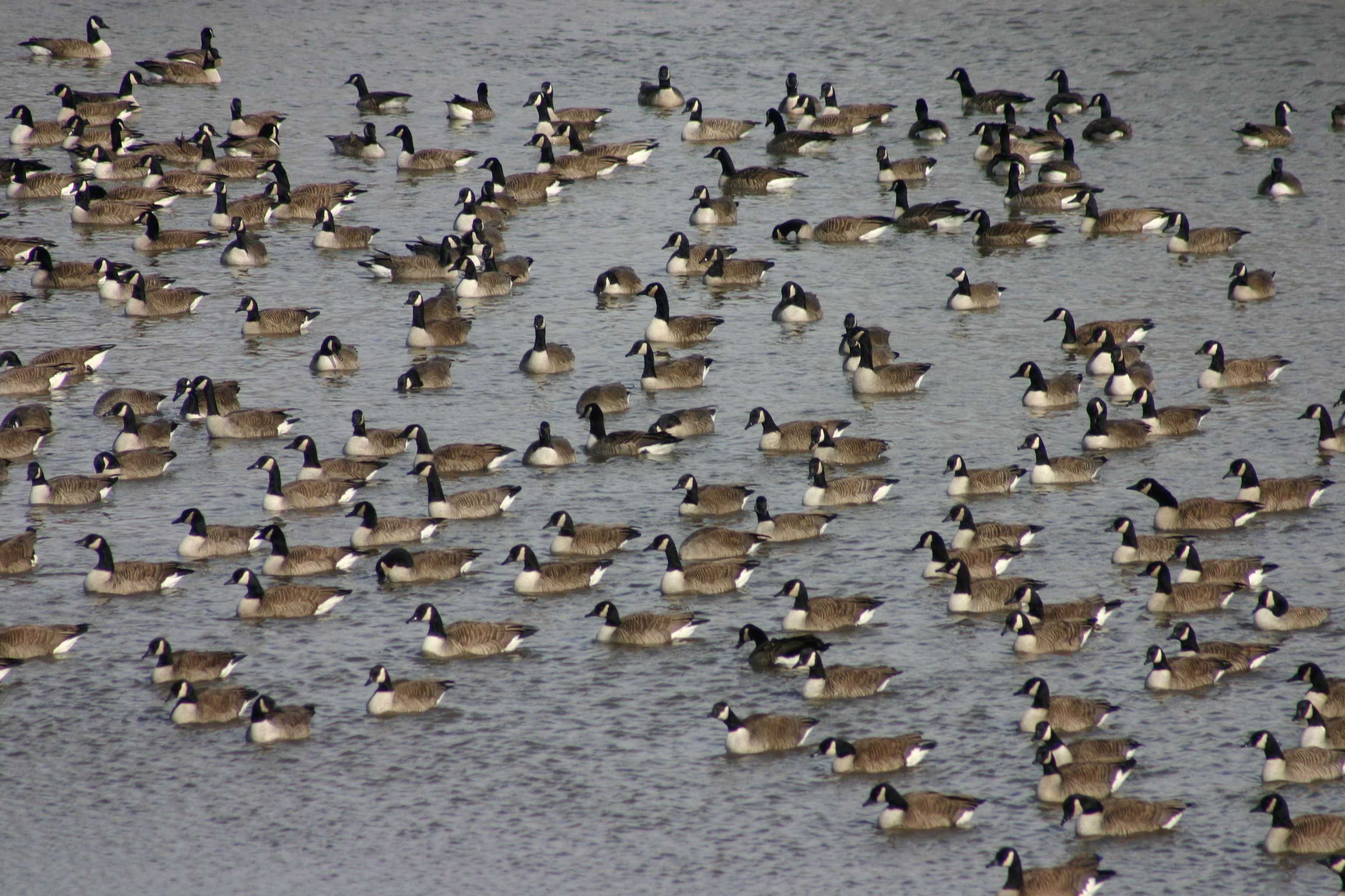 La rivière attire les oies par centaines