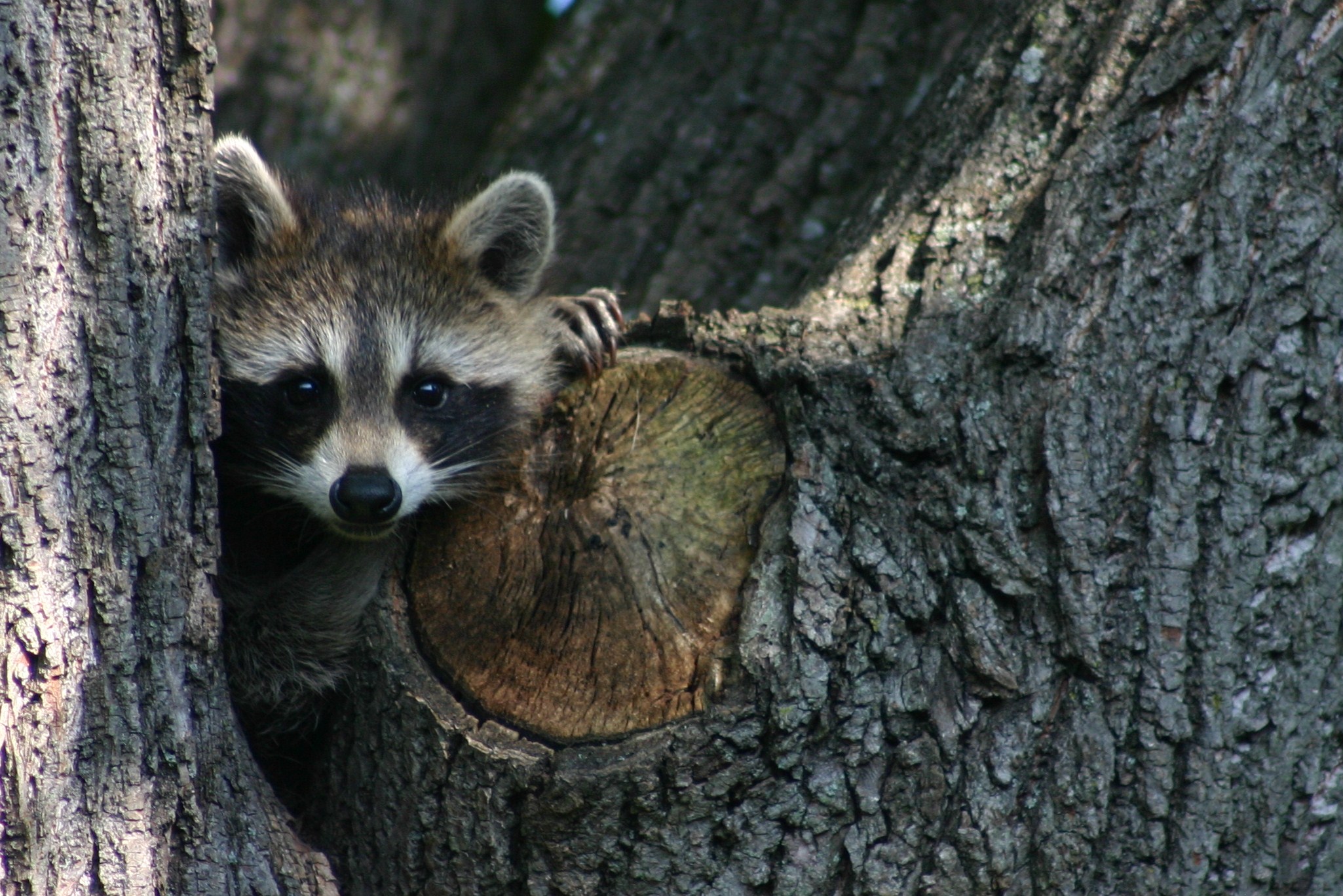 Un raton laveur prive 800 maisons de Mercier d’électricité