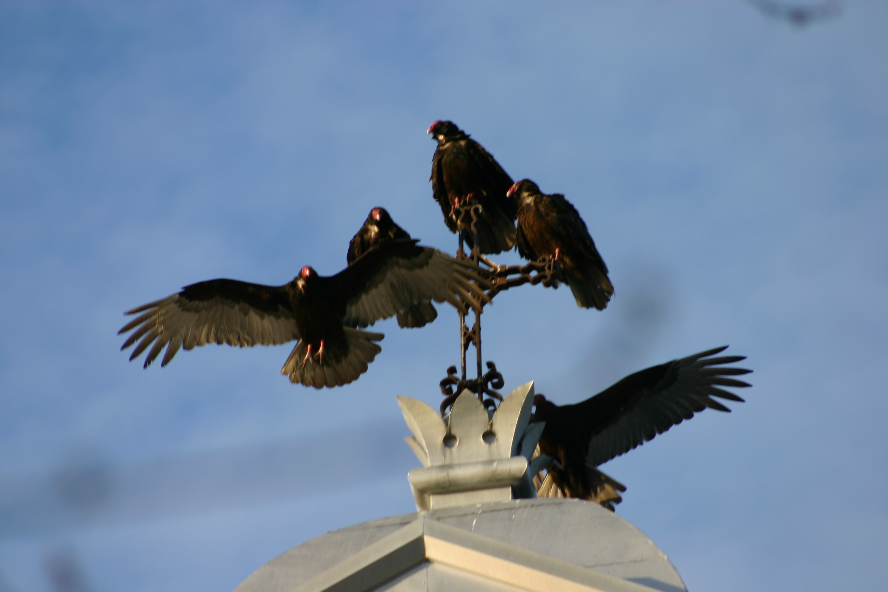 En photos : Réunion matinale d’urubus à Châteauguay