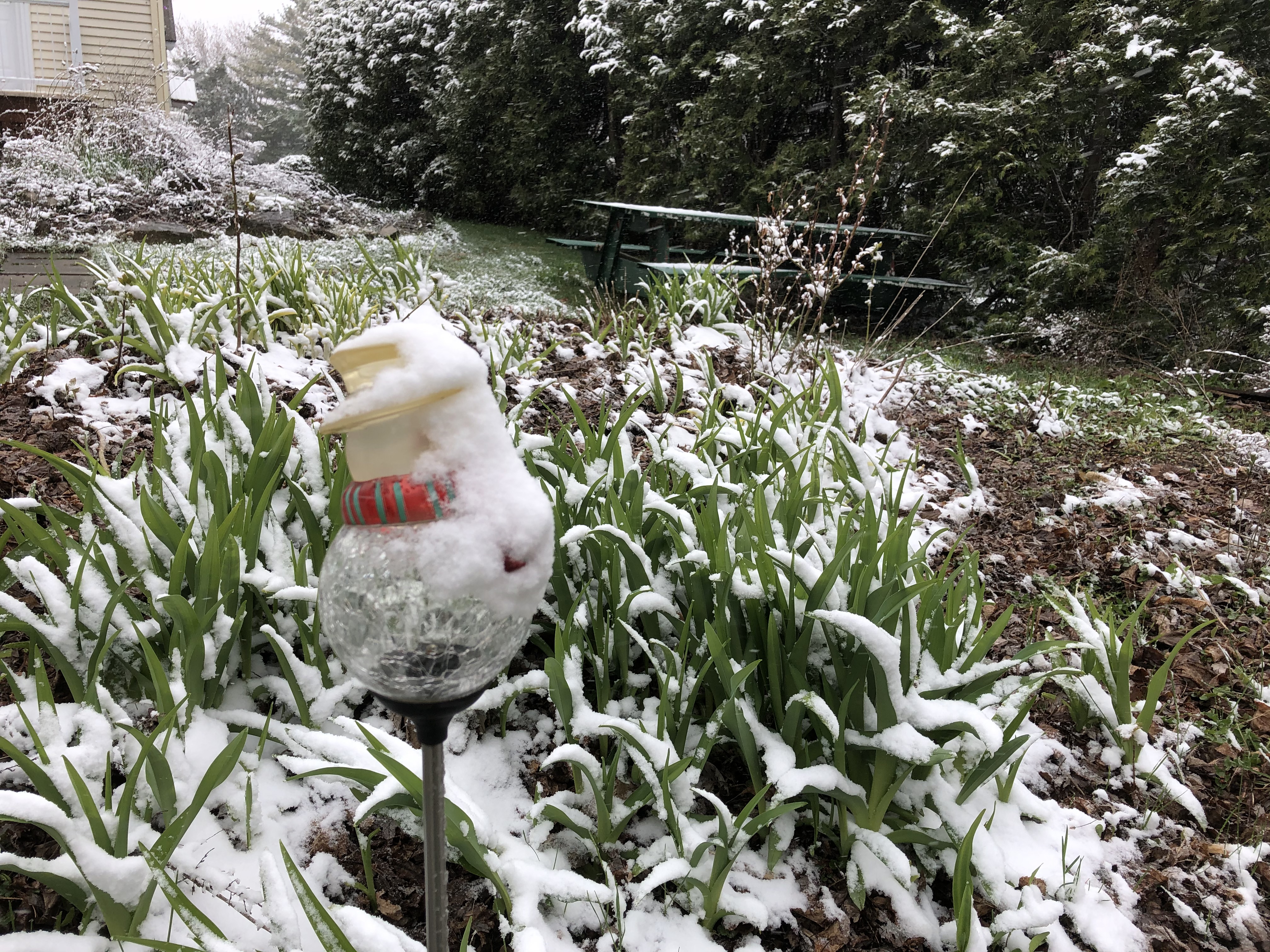 Des feuilles naissantes goûtent à la neige