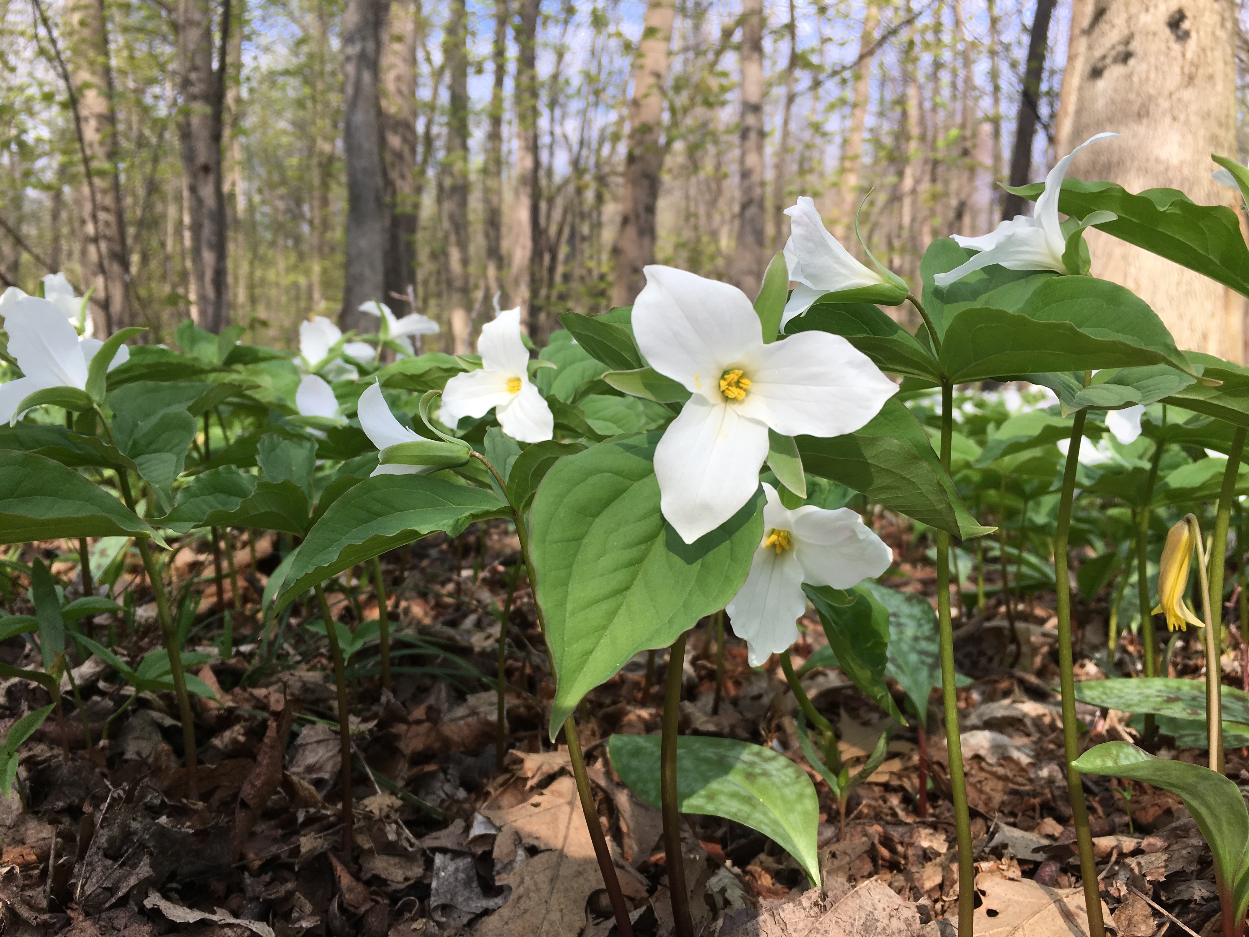 La CMM propose d’acheter des terrains du boisé avec Québec