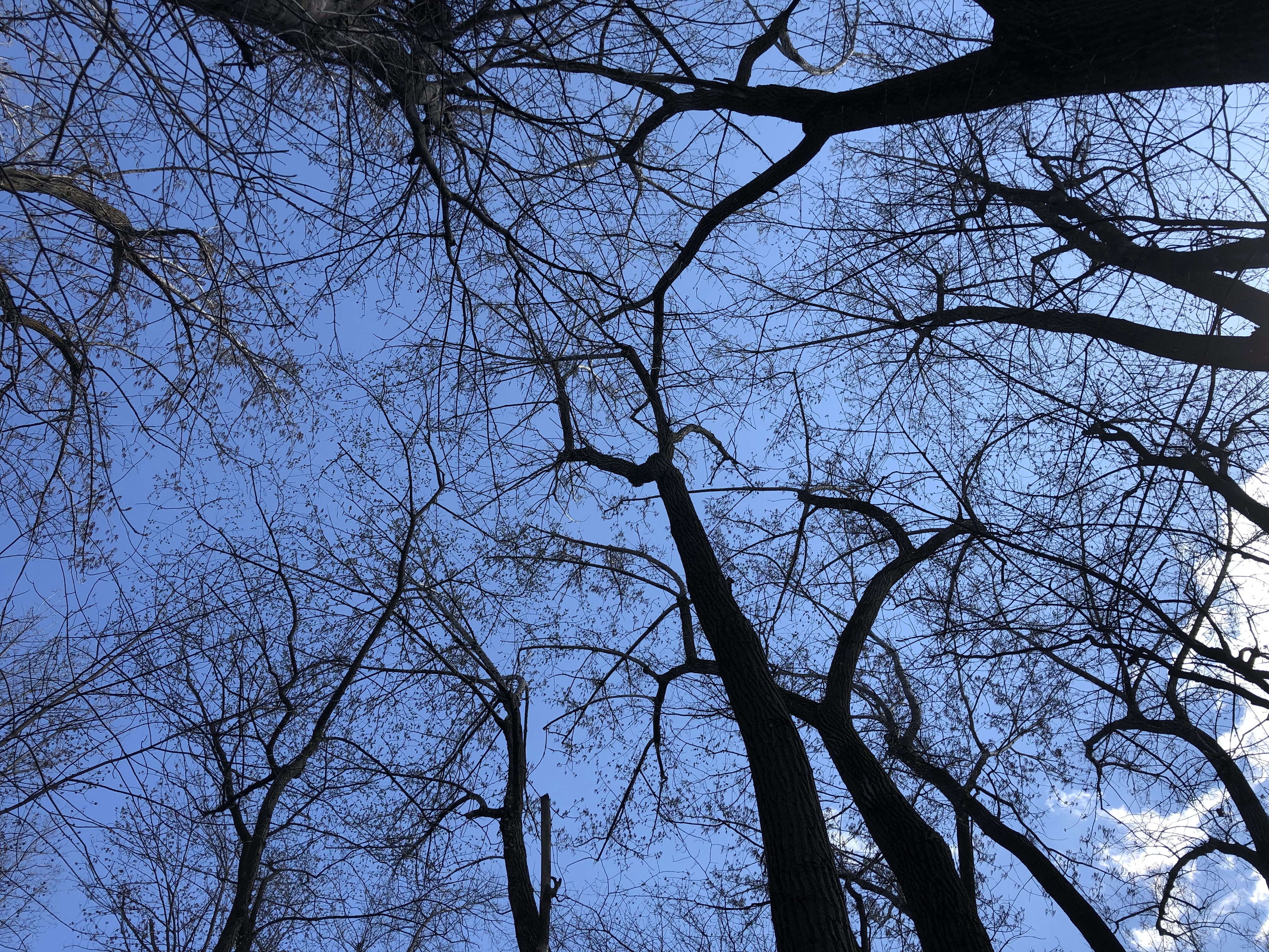 Québec fera sa part pour acheter des lots dans le boisé Châteauguay-Léry