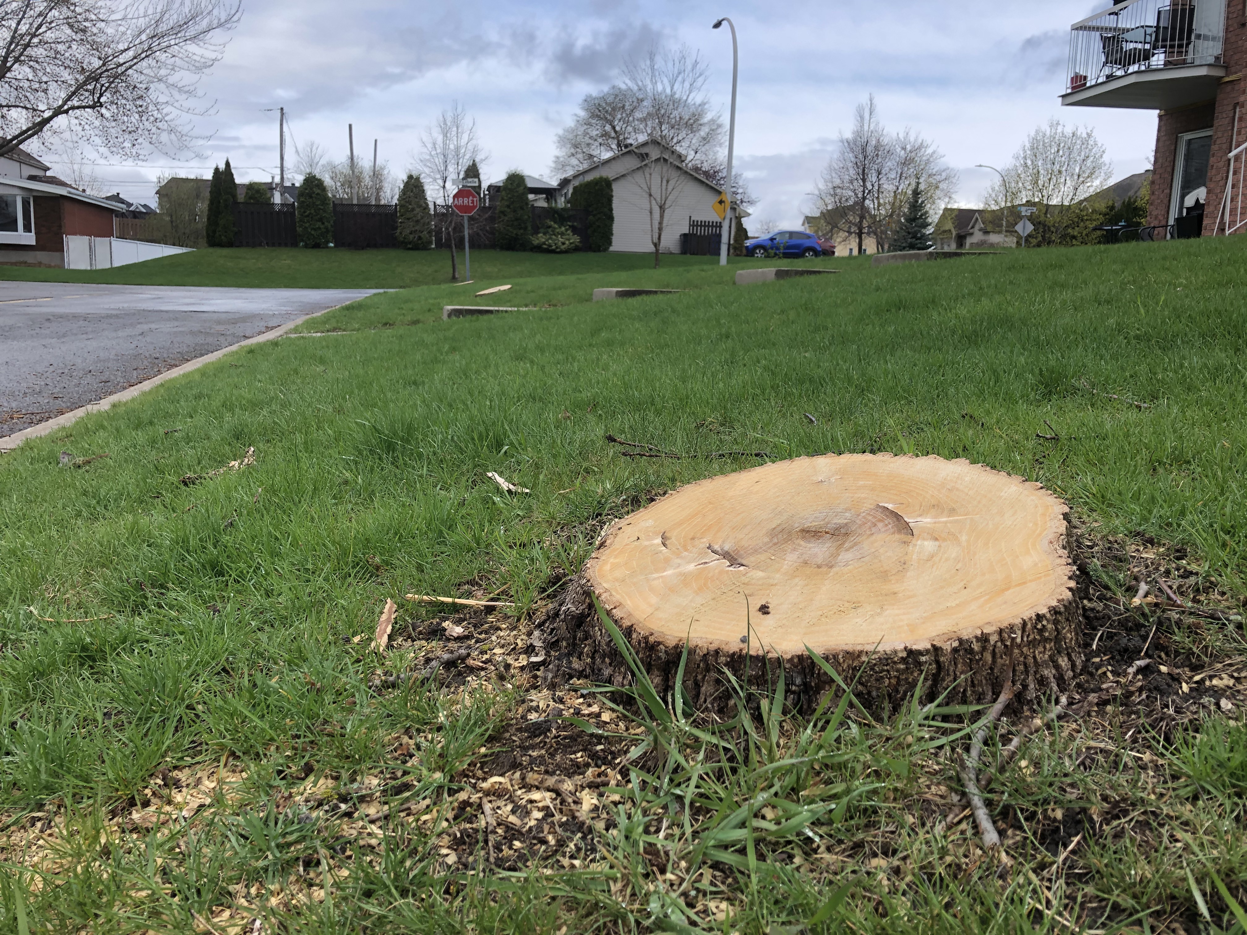 Châteauguay remplace 300 arbres abattus