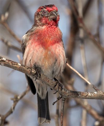 Gare à la mycoplasmose chez les oiseaux