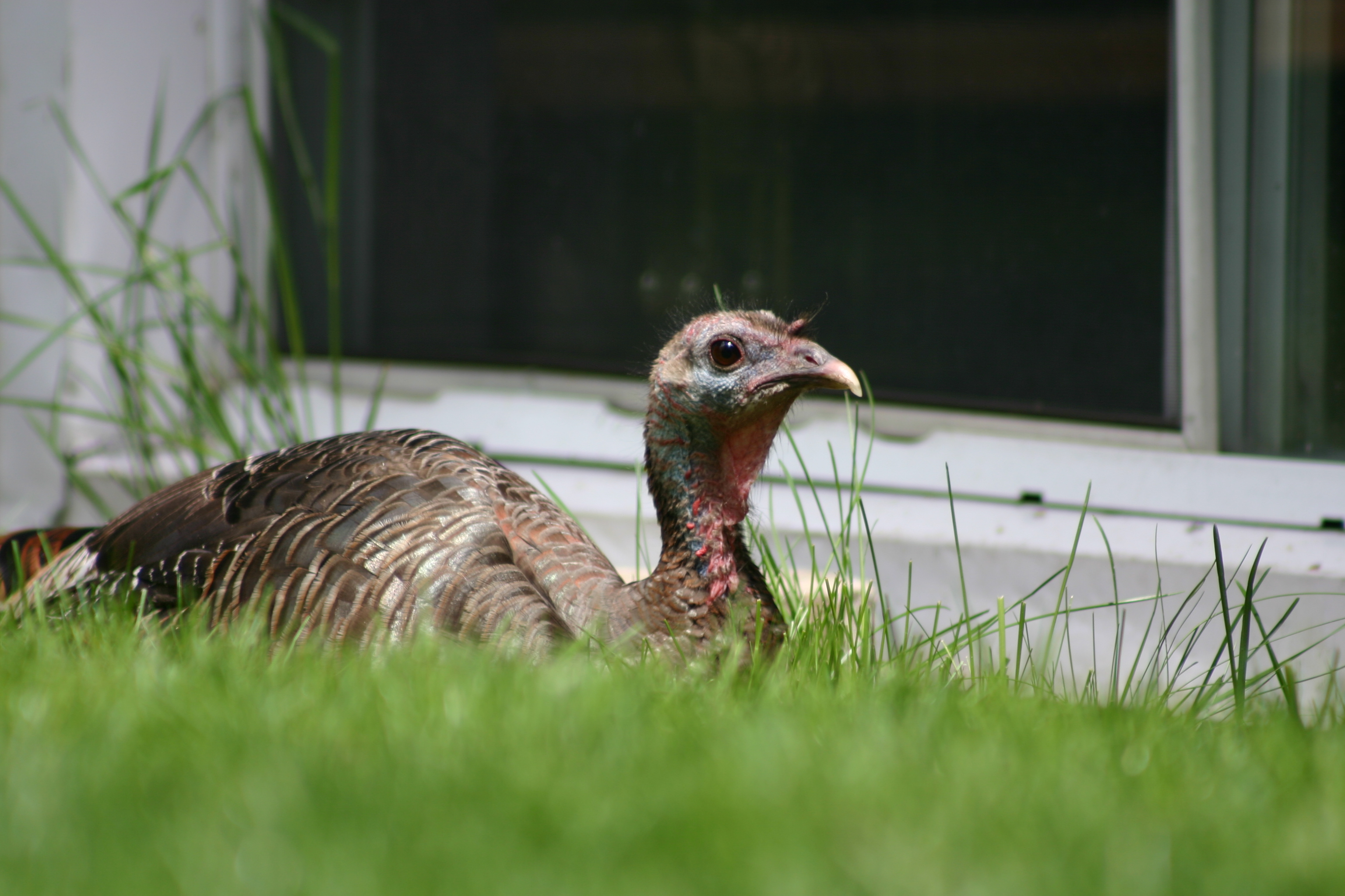 Un dindon sauvage dans sa cour à Châteauguay