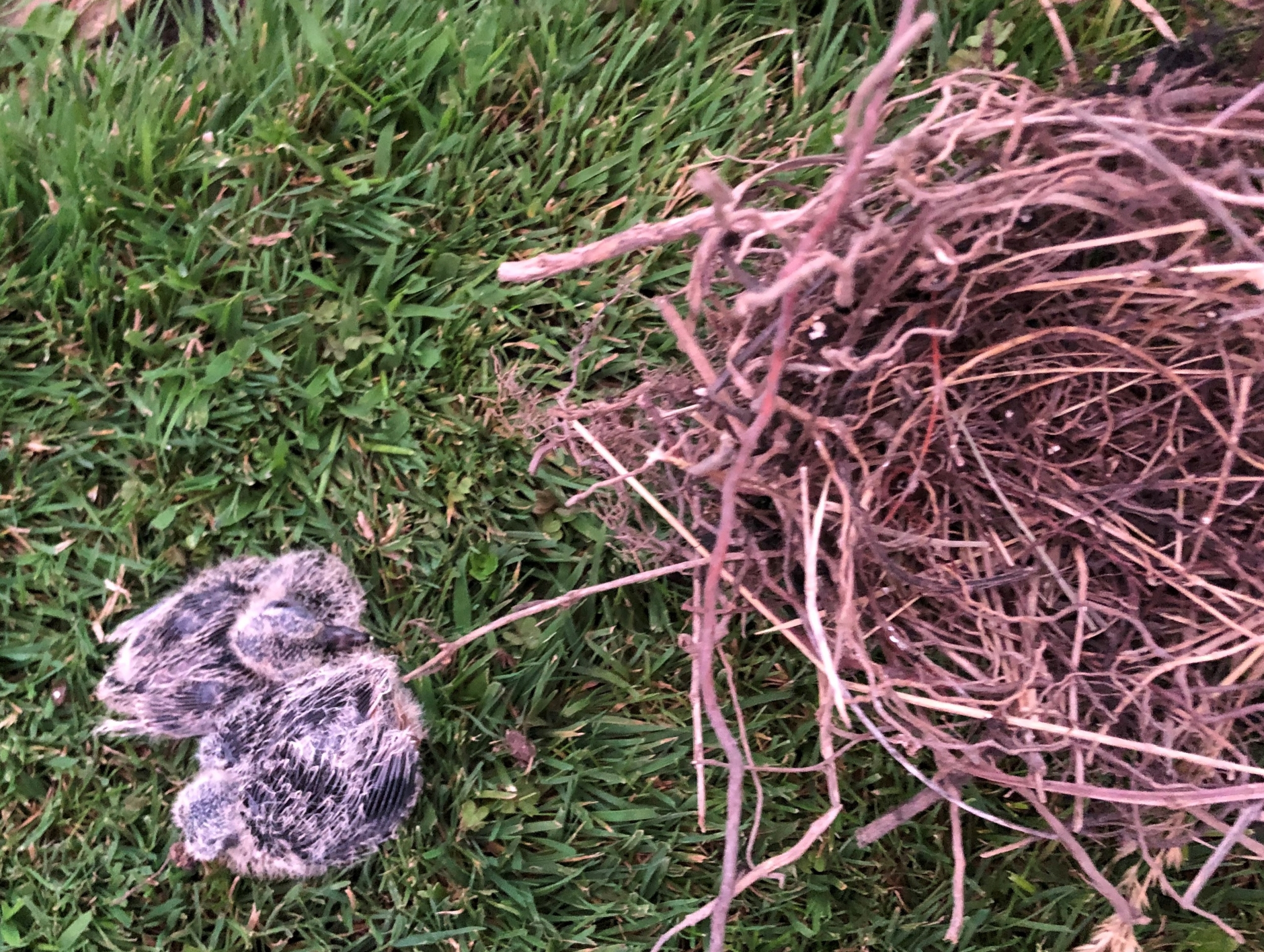 La nouvelle publicité du lait dont tout le monde parle… en anglais ou en français!